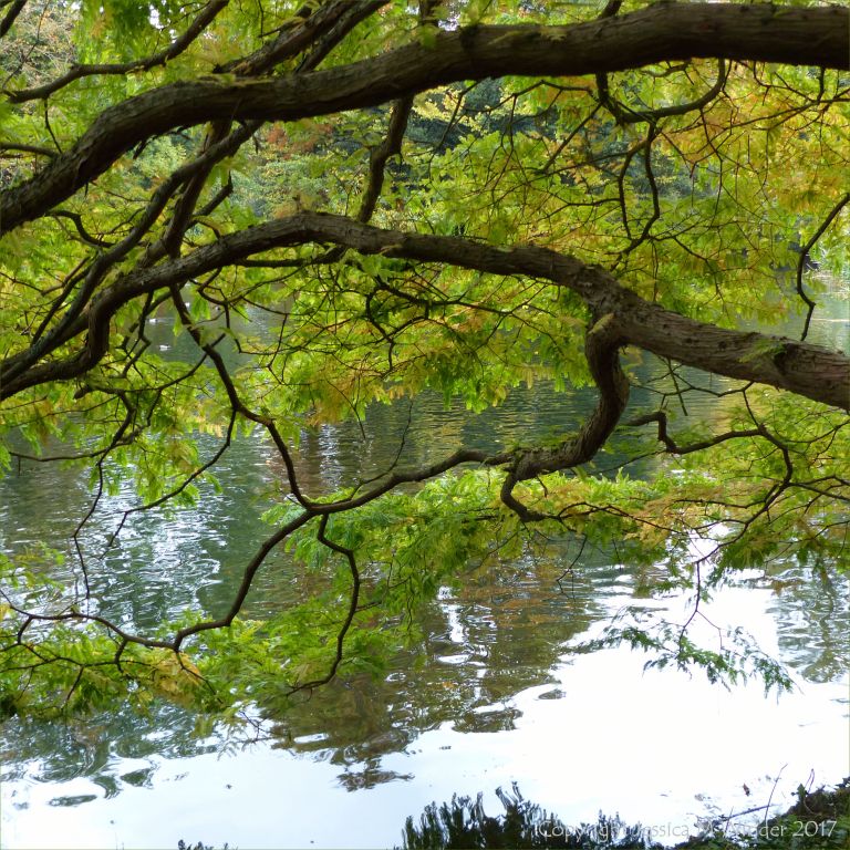 Lakeside view through the branches of a tree at Kew Gardens