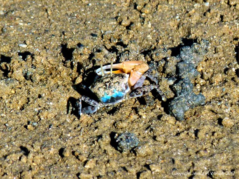 Fiddler crab on a muddy seashore