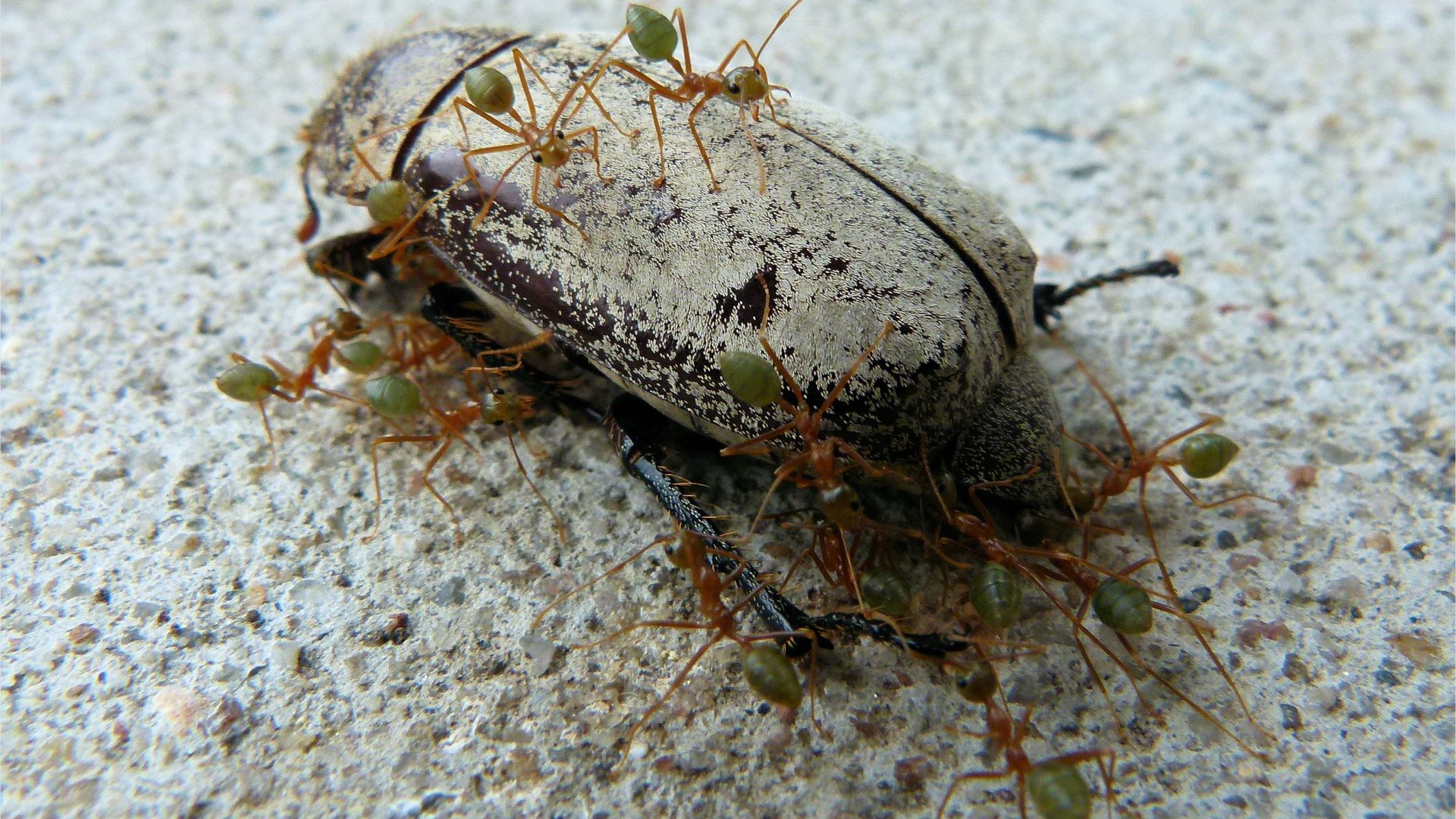 Weaver or Tree Ants (Oecophylla spp.) on a dead Christmas Beetle (Anoplognathus sp.)