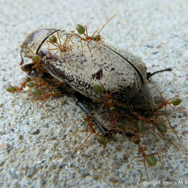 Weaver or Tree Ants (Oecophylla spp.) on a dead Christmas Beetle (Anoplognathus sp.)