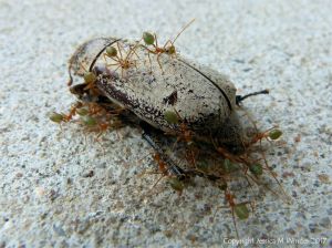 Weaver or Tree Ants (Oecophylla spp.) on a dead Christmas Beetle (Anoplognathus sp.)