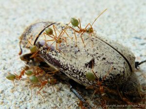 Weaver of Tree Ants on a dead Christmas Beetle