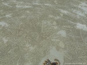 Small ball-shaped sand pellets produced by the feeding activities of the "Sand Bubbler" Crab