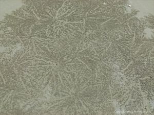 Small ball-shaped sand pellets produced by the feeding activities of the "Sand Bubbler" Crab