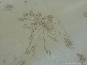 Small ball-shaped sand pellets produced by the feeding activities of the "Sand Bubbler" Crab