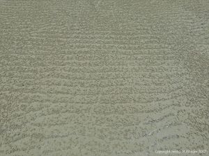 Small ball-shaped sand pellets produced by the feeding activities of the "Sand Bubbler" Crab