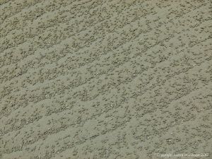 Small ball-shaped sand pellets produced by the feeding activities of the "Sand Bubbler" Crab