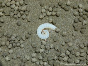 Small ball-shaped sand pellets produced by the feeding activities of the "Sand Bubbler" Crab with Common Spirula or Ram's Horn shell
