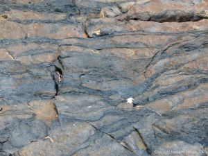 Rock texture and pattern at Cape Tribulation - meta-sedimentary rocks