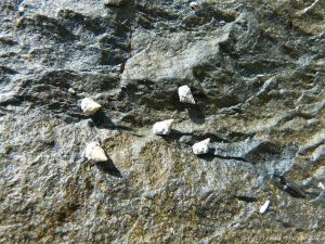 Close-up of rock texture and pattern at Cape Tribulation with grazing Noddiwink gastropod molluscs at Cape Tribulation.