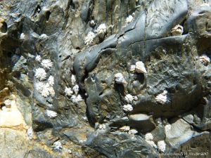 Close-up of rock texture and pattern at Cape Tribulation with attached barnacles and grazing Noddiwink gastropod molluscs at Cape Tribulation.