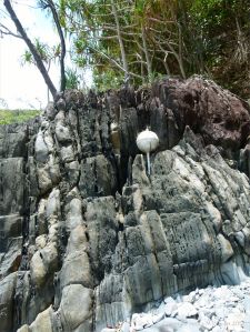 Rock texture and pattern at Cape Tribulation - meta-sedimentary rocks