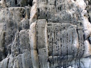 Close-up of rock texture and pattern at Cape Tribulation - meta-sedimentary rocks