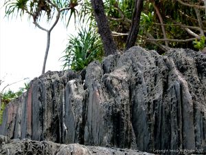 Rock texture and pattern at Cape Tribulation - meta-sedimentary rocks