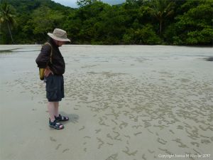 Patterns of sand pellets from the feeding activities of crabs
