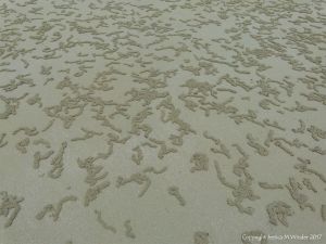 Patterns of sand pellets from the feeding activities of crabs