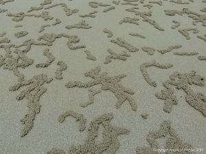 Patterns of sand pellets from the feeding activities of crabs