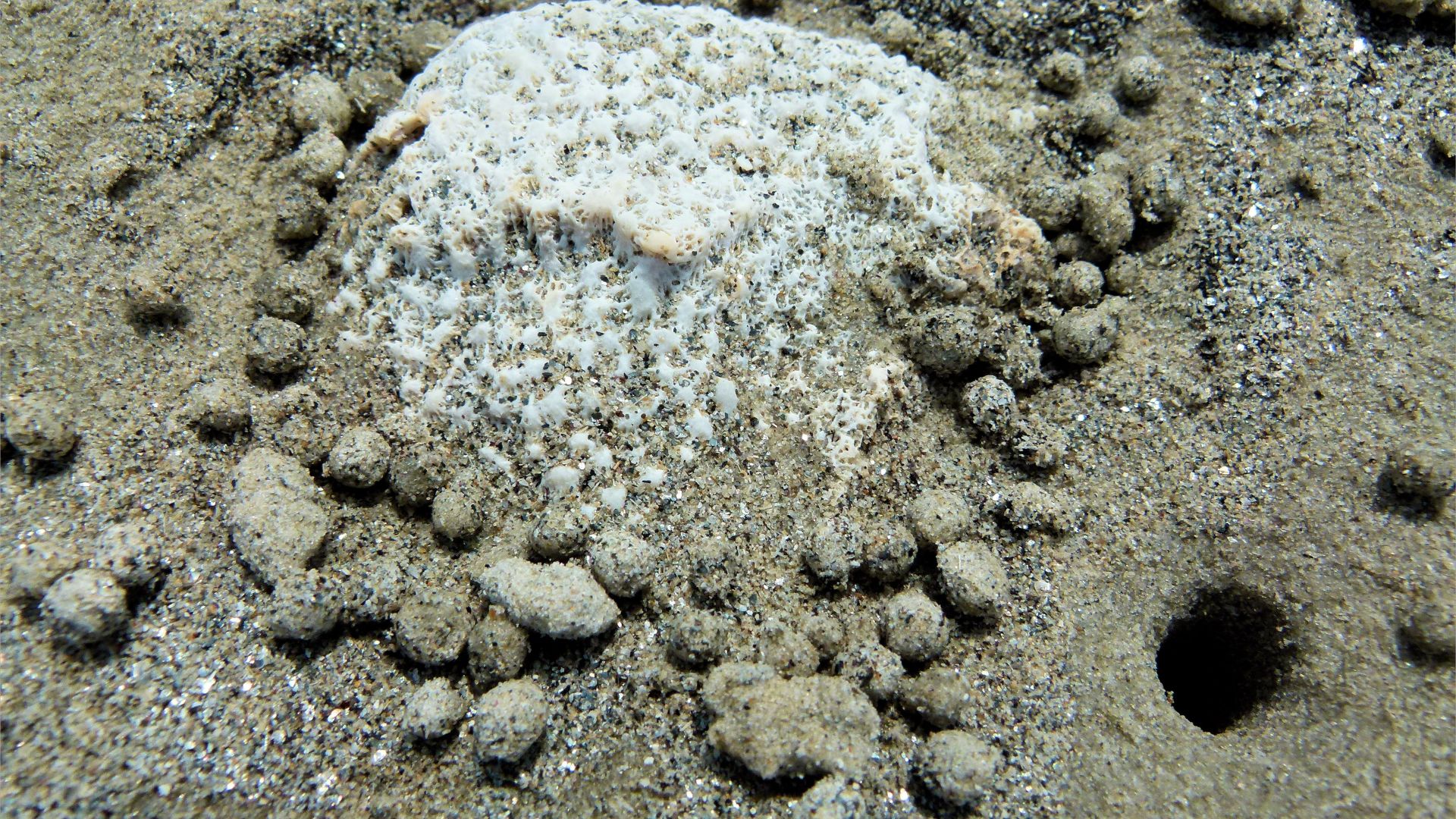 Small ball-shaped sand pellets produced by the feeding activities of the "Sand Bubbler" Crab