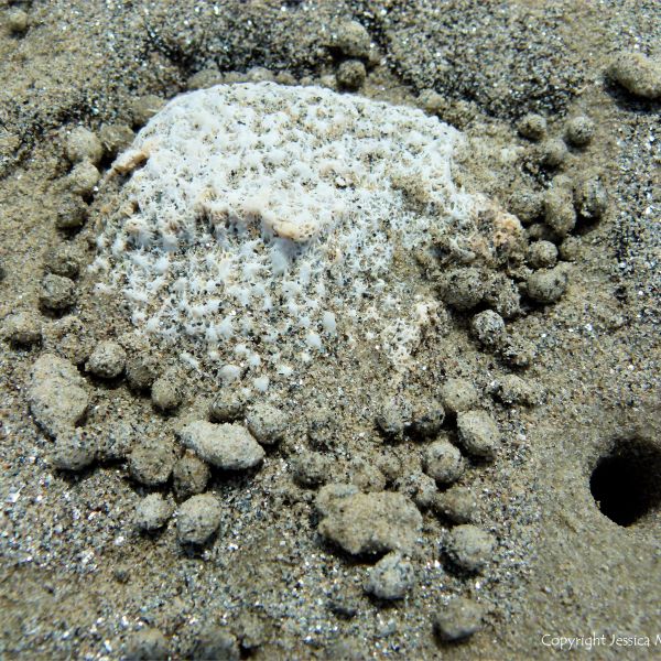 Small ball-shaped sand pellets produced by the feeding activities of the "Sand Bubbler" Crab