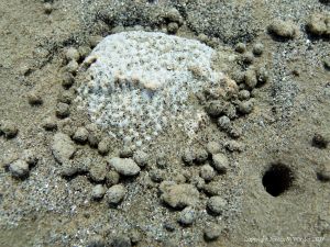 Small ball-shaped sand pellets produced by the feeding activities of the "Sand Bubbler" Crab