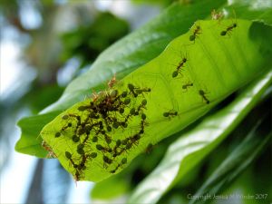 Weaver Ants in Australia nest making