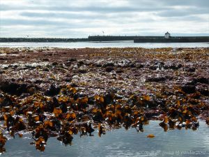 Beds of kelp and other seaweeds exposed at low tide in Lyme Regis