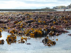 Beds of kelp and other seaweeds at low tide in Lyme Regis, Dorset, UK.