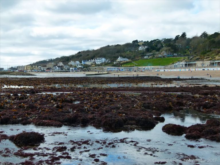 Seaweed beds at low tide in Lyme Regis, Dorset, UK.
