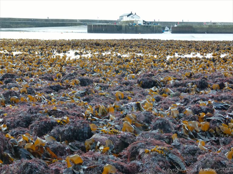Seaweed beds at low tide in Lyme Regis, Dorset, UK.