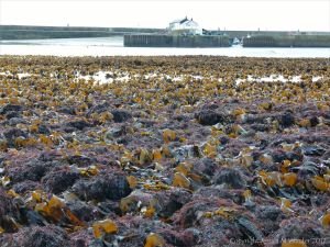 Beds of kelp and other seaweeds at low tide in Lyme Regis, Dorset, UK.