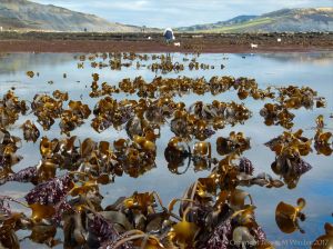 Beds of kelp and other seaweeds at Lyme Regis in Dorset, UK, along the Jurassic coast.