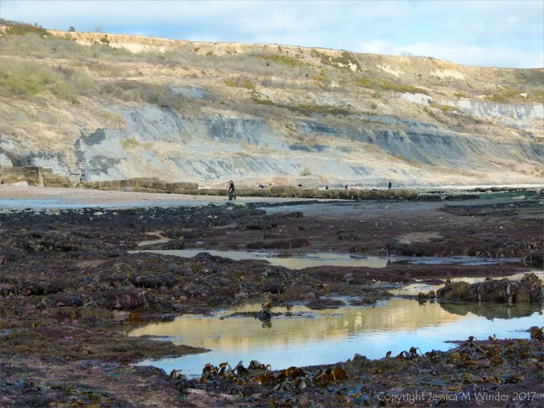 Seaweed beds at low tide in Lyme Regis, Dorset, UK.