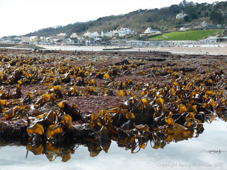 Seaweed beds at low tide in Lyme Regis, Dorset, UK.