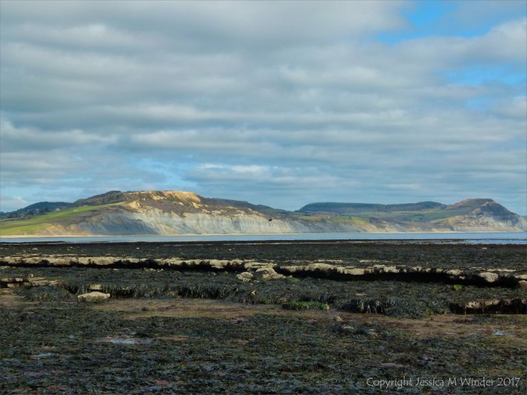 Seaweed beds at low tide in Lyme Regis, Dorset, UK.