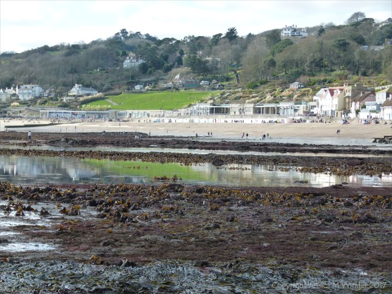 Seaweed beds at low tide in Lyme Regis, Dorset, UK.