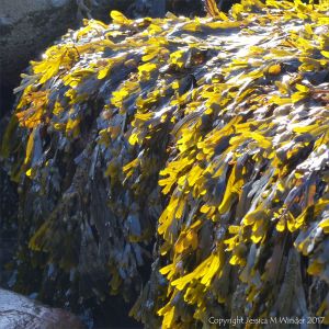 Sunlight shining through sea weed on a boulder at the beach
