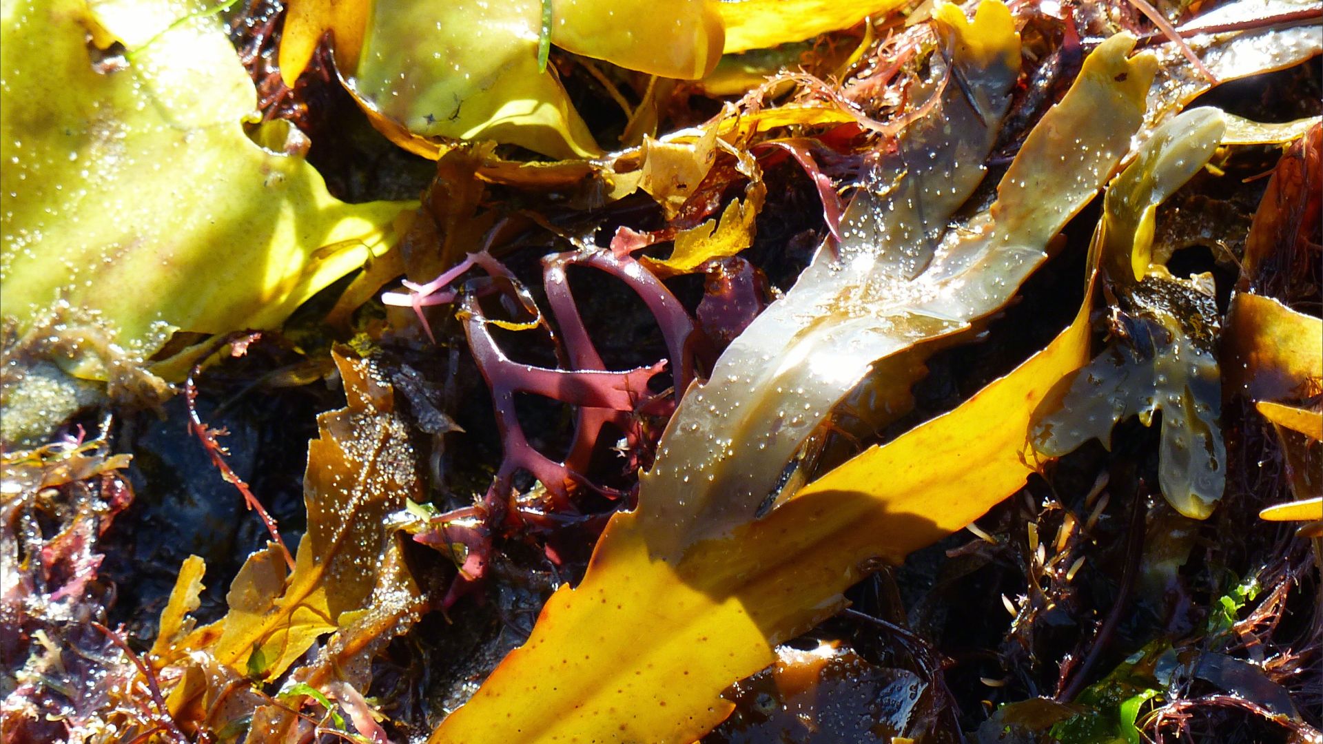 Strands of various common British seaweeds on the beach