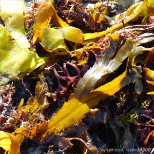 Strands of various common British seaweeds on the beach