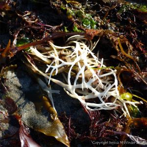 Blanched white dead Irish Moss seaweed on the strandline