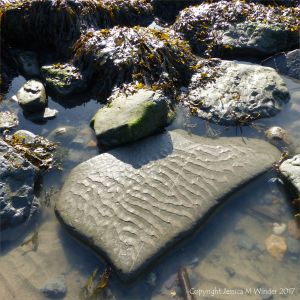 Fine sediment ripple pattern on a flat rock on the beach