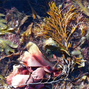 Seaweeds washed ashore near The Spittles at Lyme Regis
