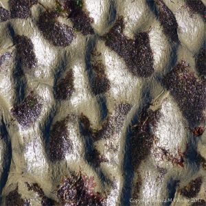 Ripple pattern in wet sand with fragments of red seaweed in the hollows
