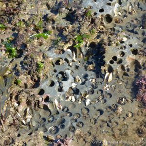 Piddock holes perforating the surface of a rock platform on the seashore