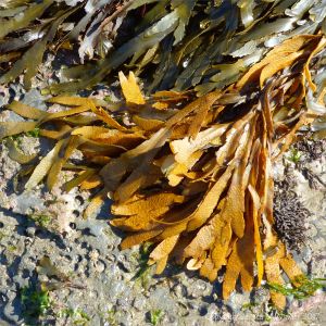 Yellowing Toothed Wrack (Fucus serratus) on shale with piddock holes