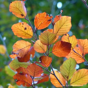 Autumnal colouring in beech leaves