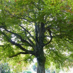 Looking up into the canopy of a large beech tree