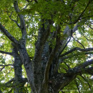 Looking up into the branches of an old beech tree