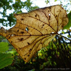 Dead leaf still attached to the tree viewed from underside