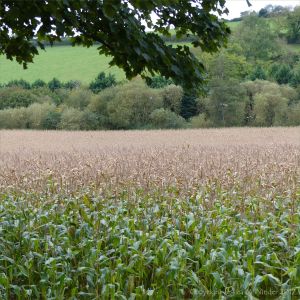 Field of maize ready for harvesting