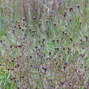 Dried seed heads in the autumn meadow